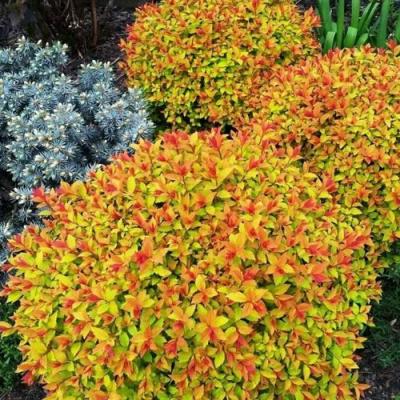 Низкорослая в Жодино