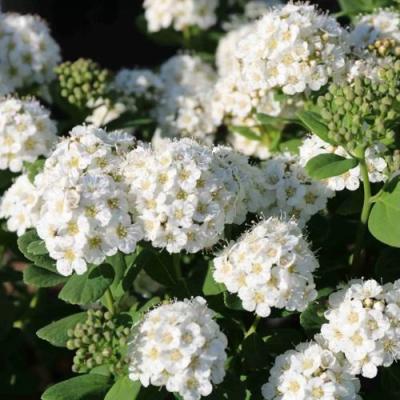 Березолистная в Жодино