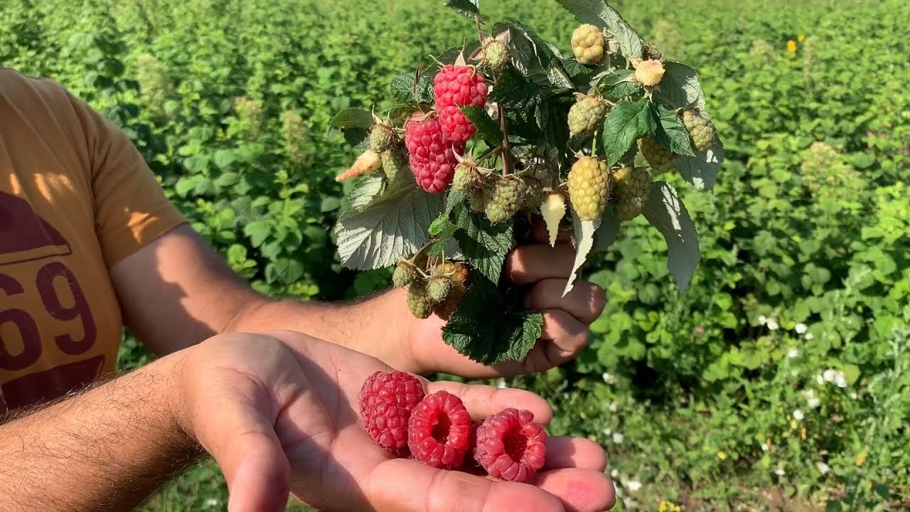 Превью видео