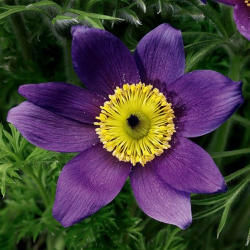 Прострел ПИНВИЛ БЛЮ ШЕЙДЕС в Жодино