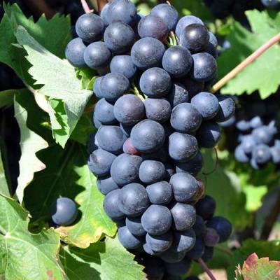 Круглый в Жодино