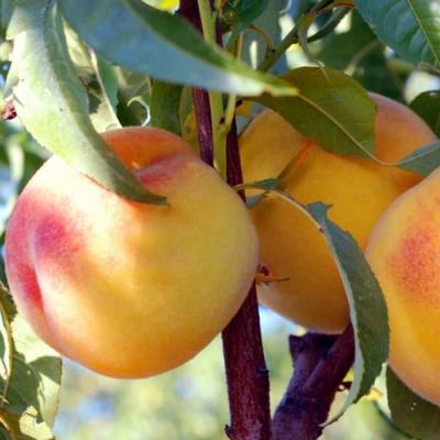 Колонновидные персики в Жодино