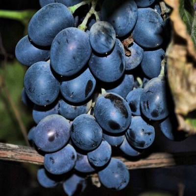 Синий в Жодино