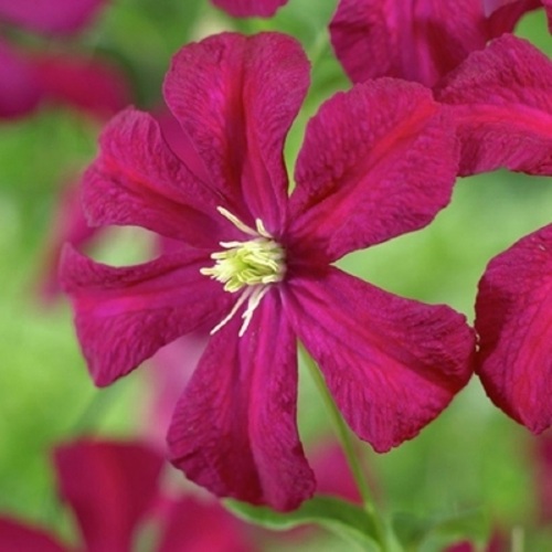 Клематис МАДАМ ДЖУЛИЯ КОРРЕВОН в Жодино