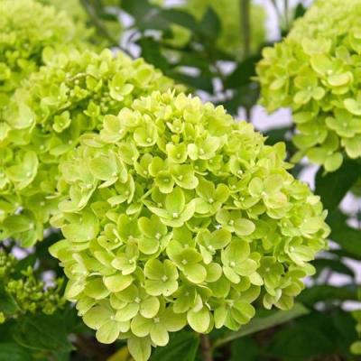 Зеленая в Жодино