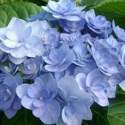 Голубая в Жодино