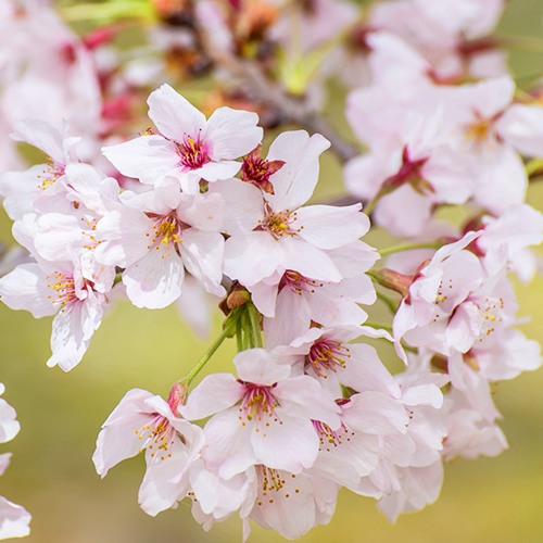 Сакура КОЙО НО МАЙ в Жодино