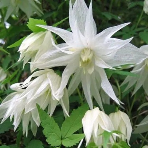 Княжик АЛЬБИНА ПЛЕНА белый махровый в Жодино