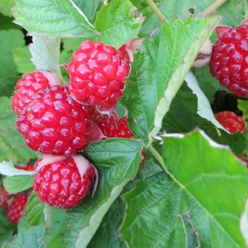 Ежемалина РЕД ДАЙМОНД в Жодино