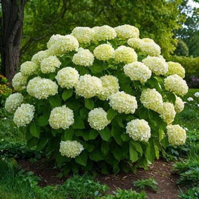 Большие (высокие) в Жодино