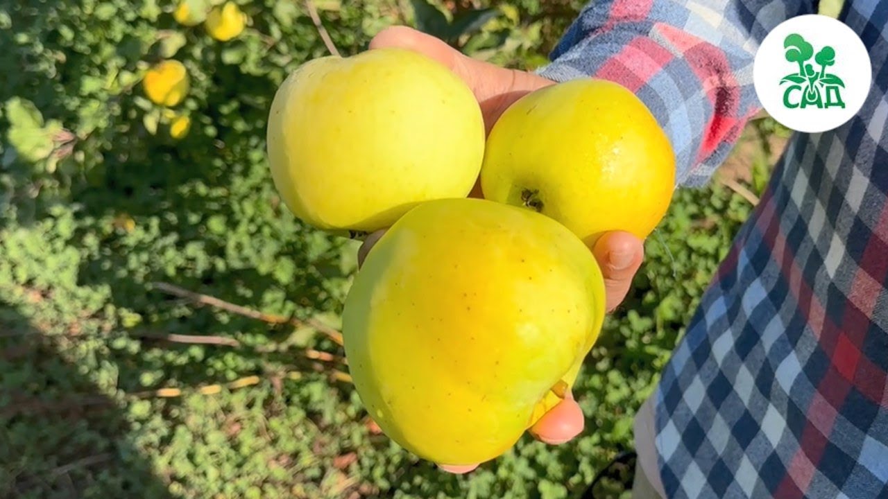 Превью видео