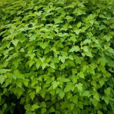 Зеленый в Жодино