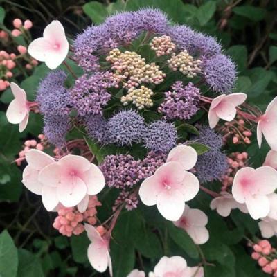 Шершавая в Жодино