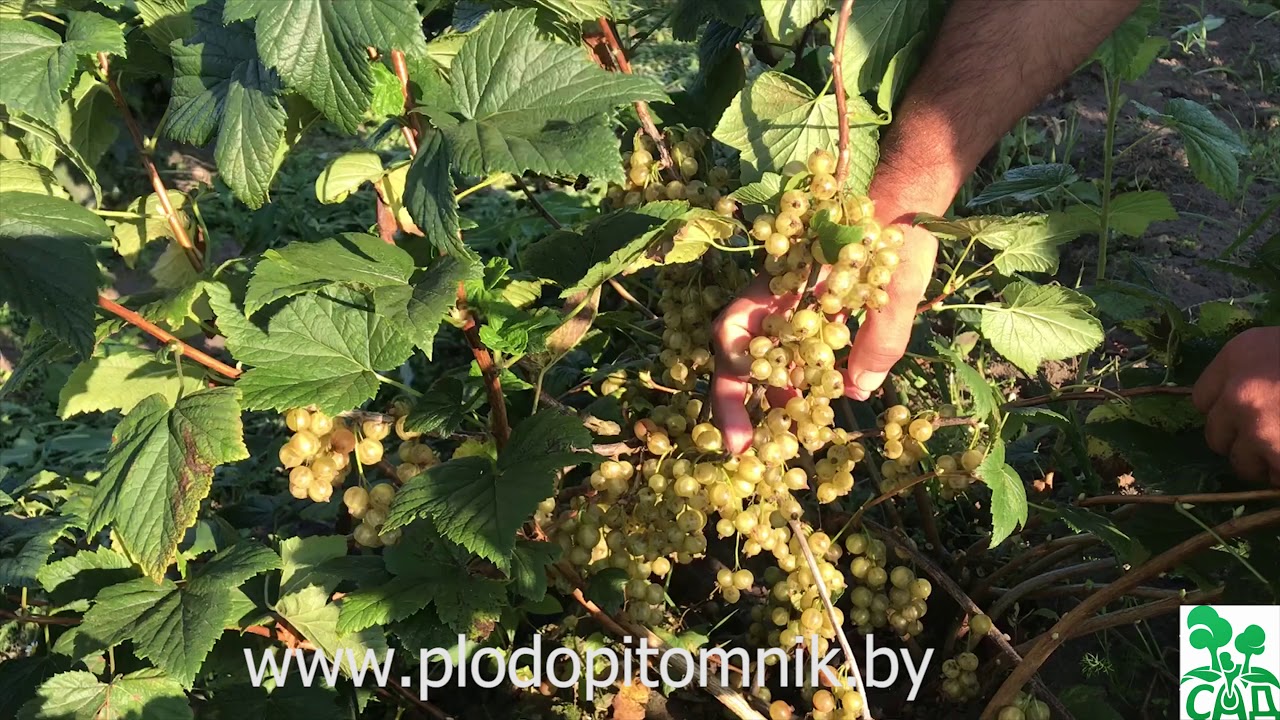 Превью видео