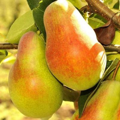 Красавица в Жодино