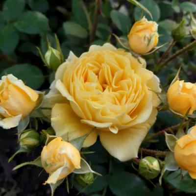 Роза флорибунда в Жодино