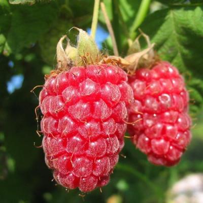 Крупная в Жодино