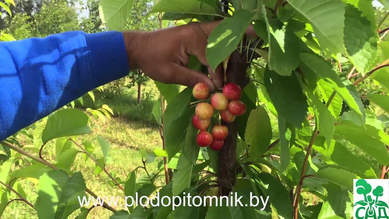 Превью видео