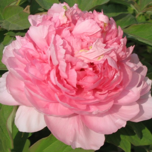 Пион ИМПЕРАТОРСКАЯ НАЛОЖНИЦА древовидный в Жодино