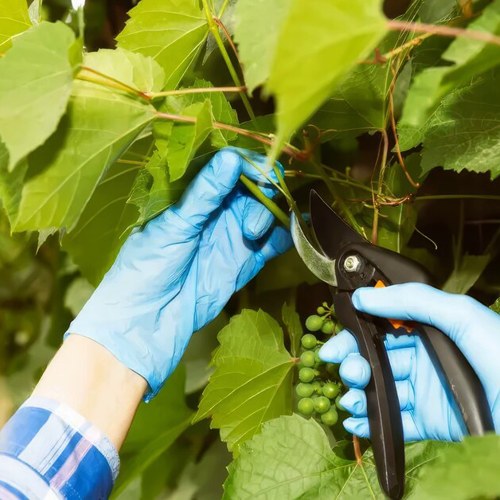 Обрезка винограда в Беларуси: когда и как правильно обрезать
