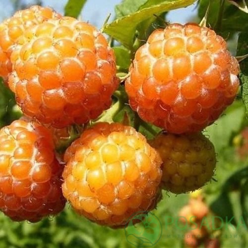 Малина КУМБЕРЛЕНД желтая в Жодино