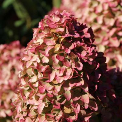 Мэджикал в Жодино