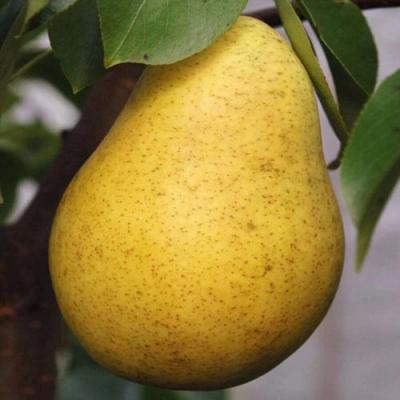 Крупная в Жодино