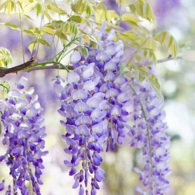 Глициния в Жодино