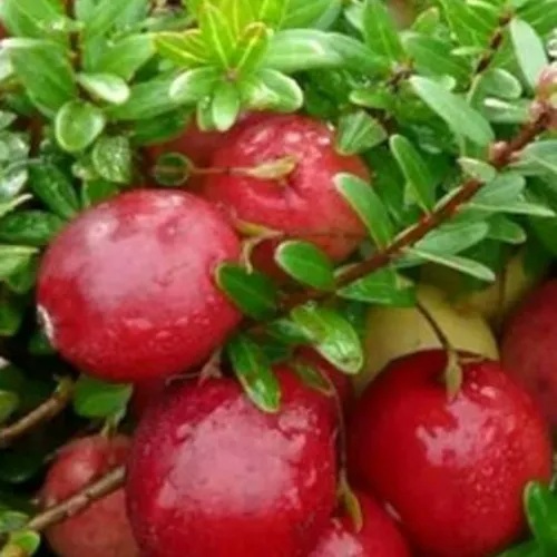 Клюква ХОЛЬШТАЙН в Жодино