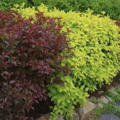 Калинолистный в Жодино