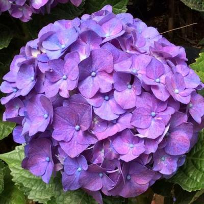 Фиолетовая в Жодино