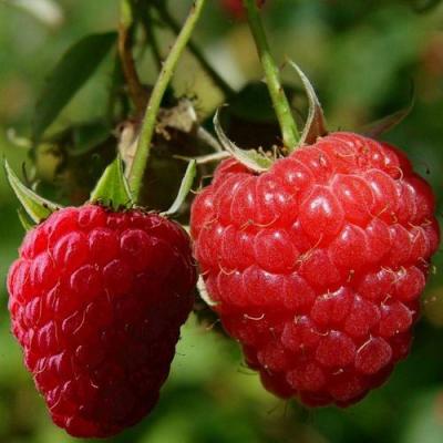 Кустовая в Жодино