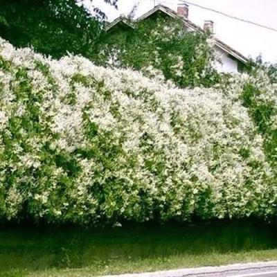 Фаллопия в Жодино