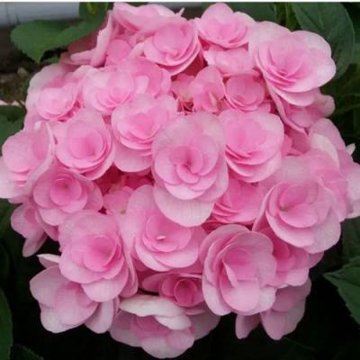 Махровая в Жодино