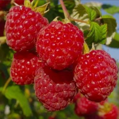 Ранняя в Жодино