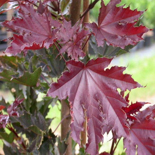 Клен КРИМСОН СЕНТРИ остролистный в Жодино