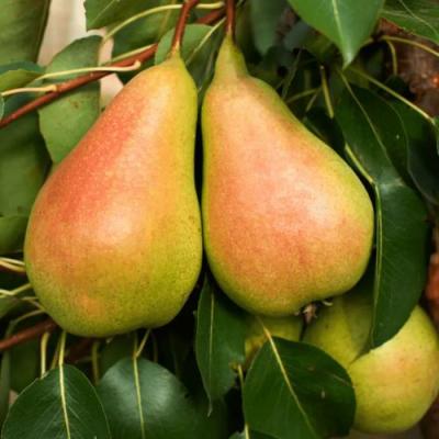 Сладкая в Жодино