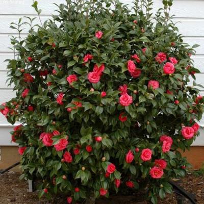 Камелия в Жодино