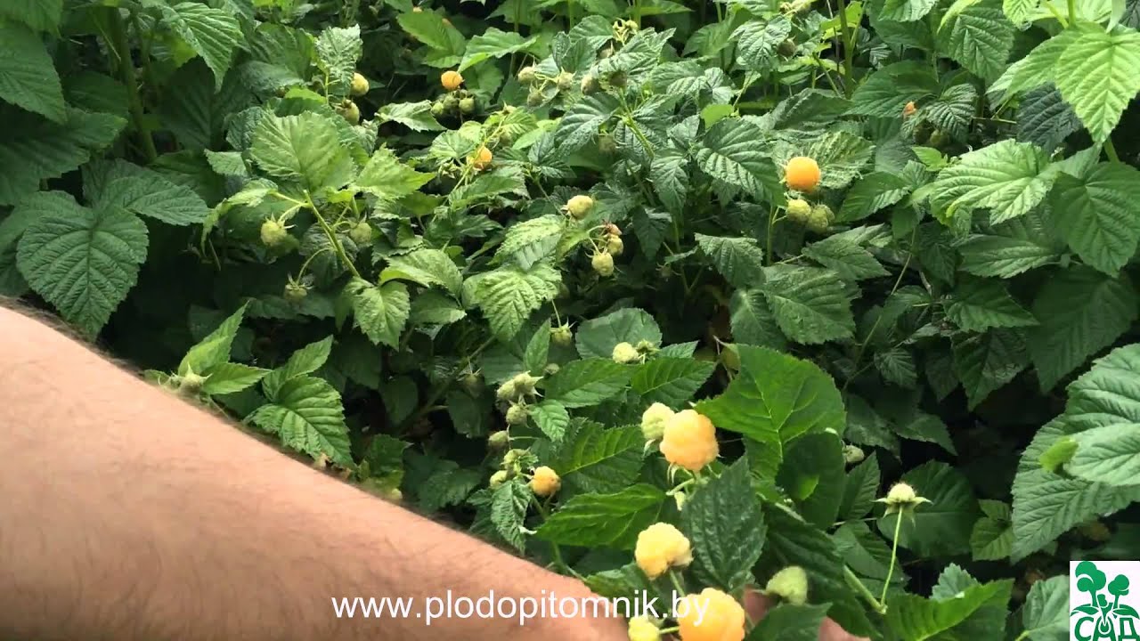 Превью видео