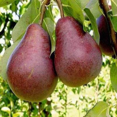 Красная в Жодино