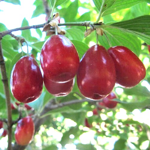 Кизил ЛУКЬЯНОВСКИЙ в Жодино