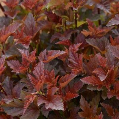 Красный в Жодино