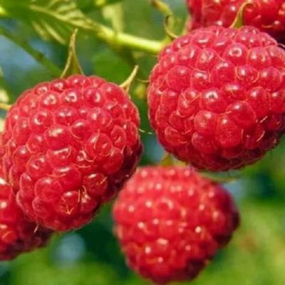 Поздняя в Жодино