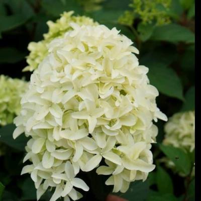 Средние в Жодино