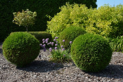 Шаровидная туя.jpeg