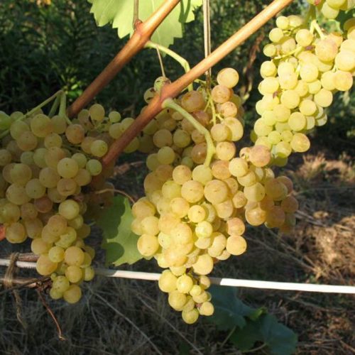 виноград 342.jpg