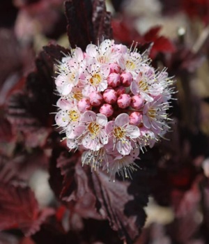 Пузыреплодник ЛЕДИ ИН РЕД цветение.jpg