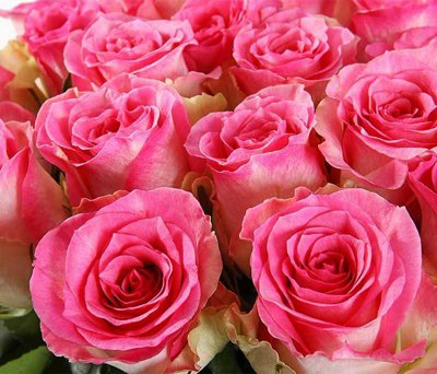 Голландские розы.jpg