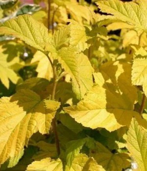 Пузыреплодник ДАРТС ГОЛД листва.jpg