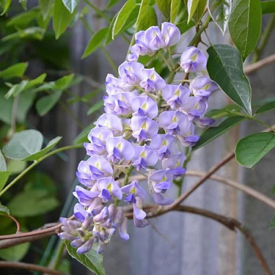 Глициния макростахия БЛЮ МУН в Жодино